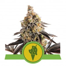 Cookies Gelato Auto - Royal Queen Seeds